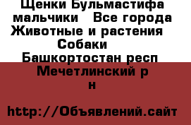 Щенки Бульмастифа мальчики - Все города Животные и растения » Собаки   . Башкортостан респ.,Мечетлинский р-н